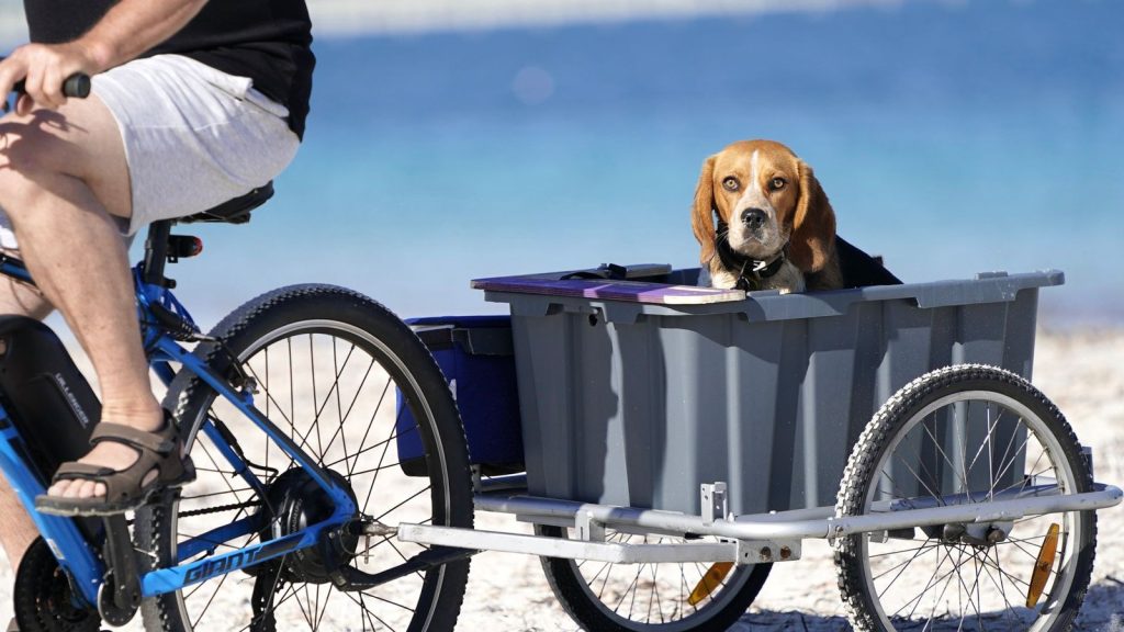Remorque de vélo transportant un chien, tractée derrière un vélo